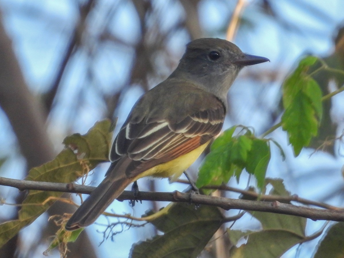 Great Crested Flycatcher - ML615951032