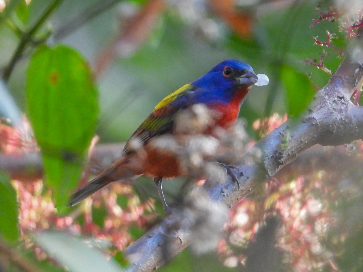 Painted Bunting - ML615951037