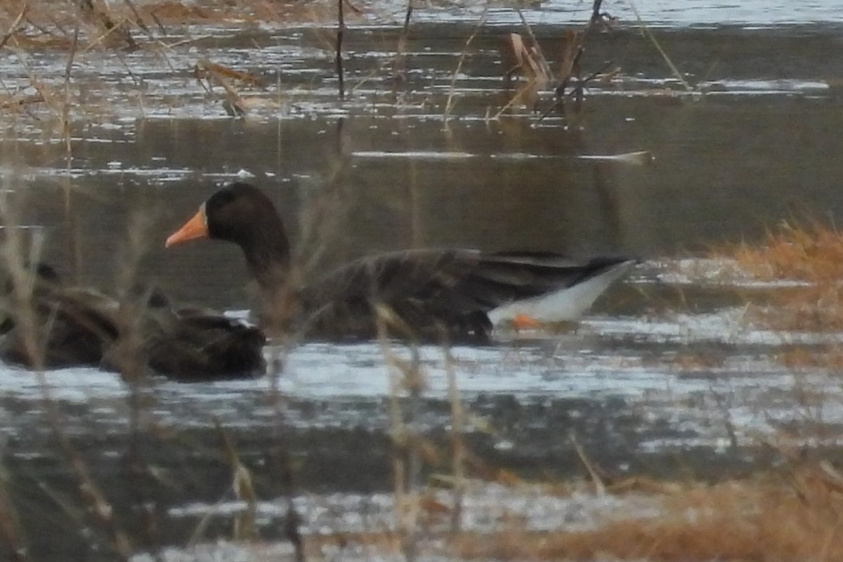 Greater White-fronted Goose - ML615951062