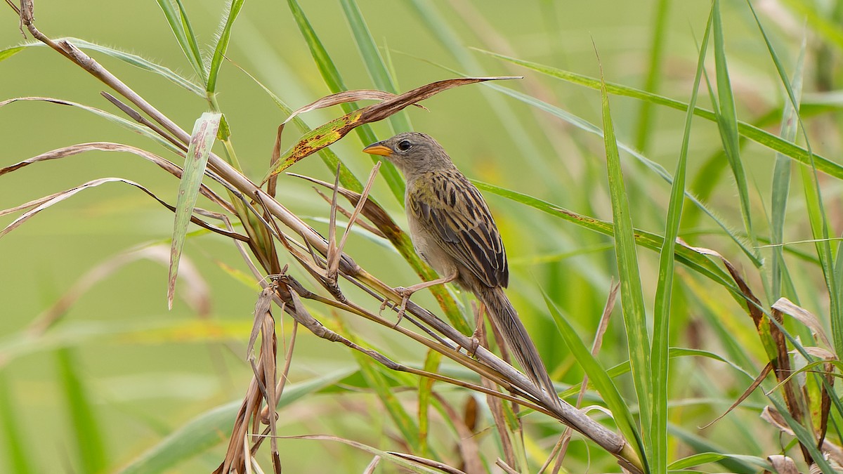 Wedge-tailed Grass-Finch - Ricardo Mitidieri