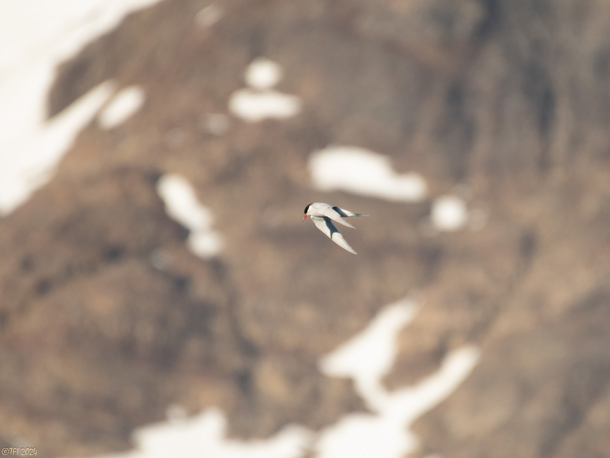 Antarktisseeschwalbe (georgiae) - ML615951442