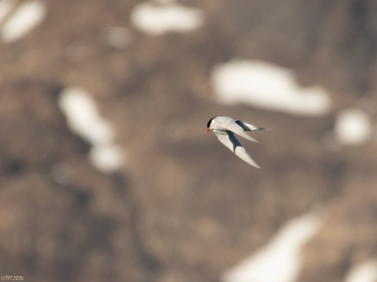 Antarctic Tern (South Georgia) - T I