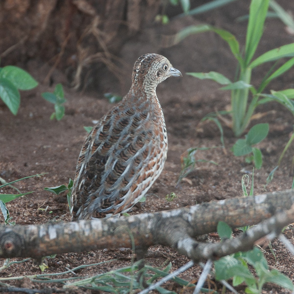 Small Buttonquail - Werner Suter
