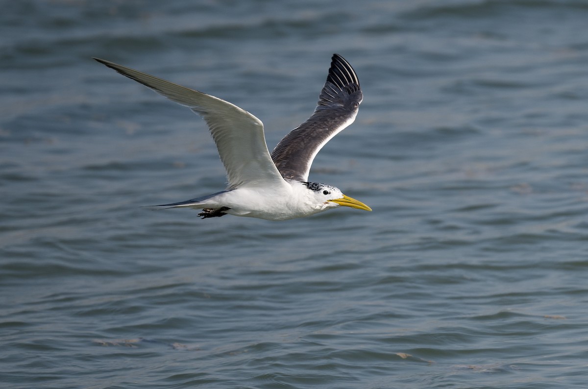 Great Crested Tern - ML615952117
