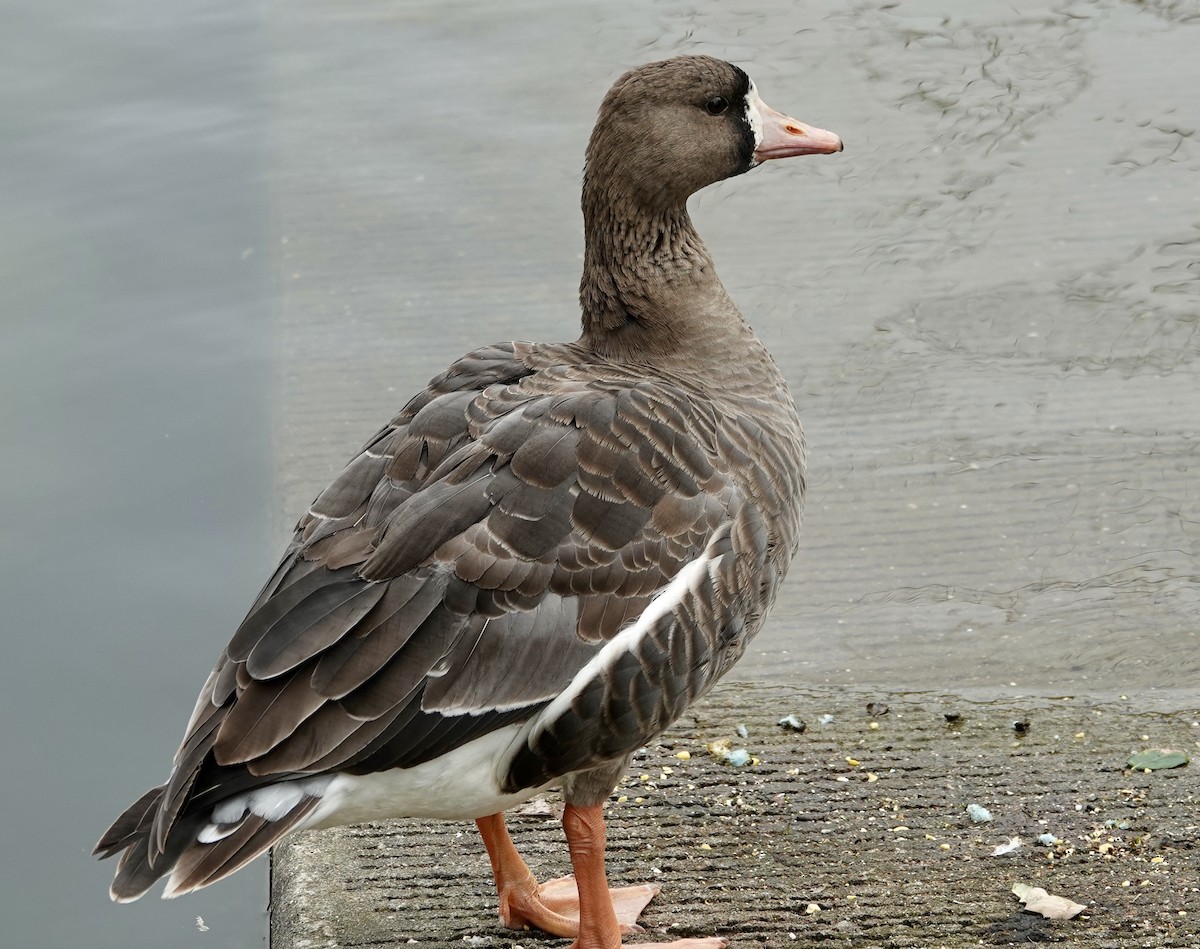 Greater White-fronted Goose - ML615952124
