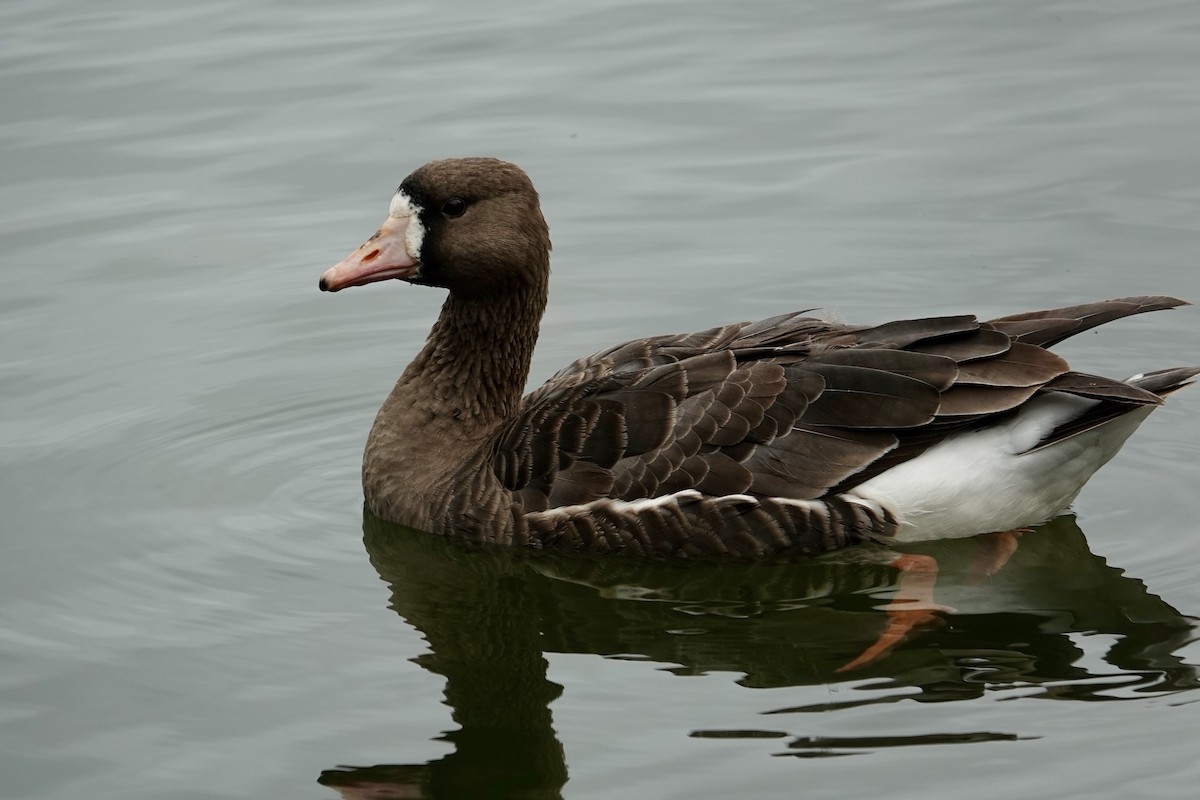 Greater White-fronted Goose - ML615952125