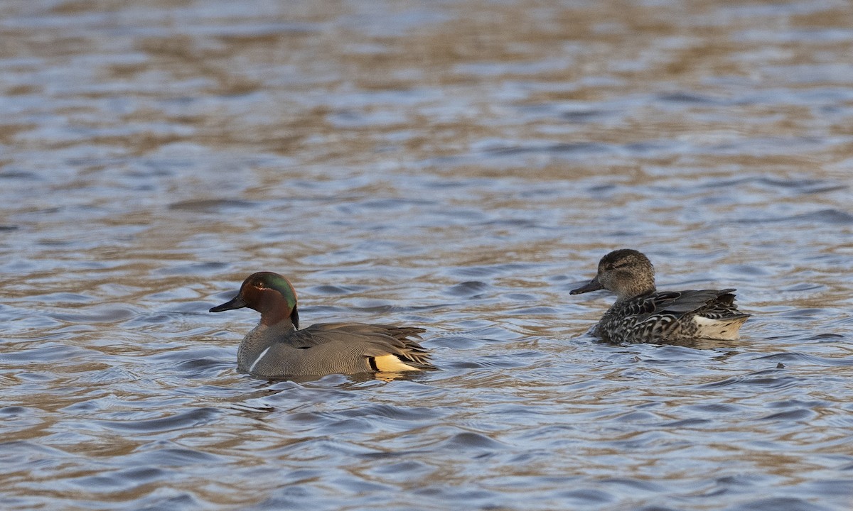 Green-winged Teal - ML615952340