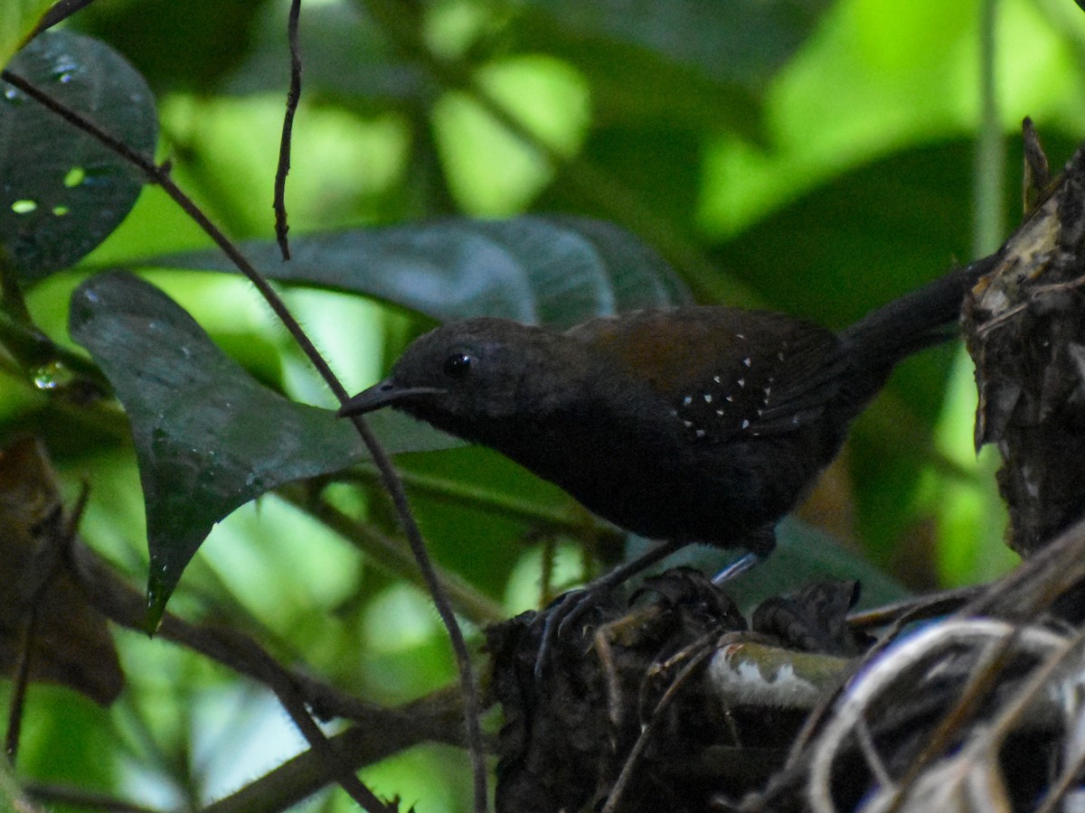 Black-throated Antbird - ML615952571
