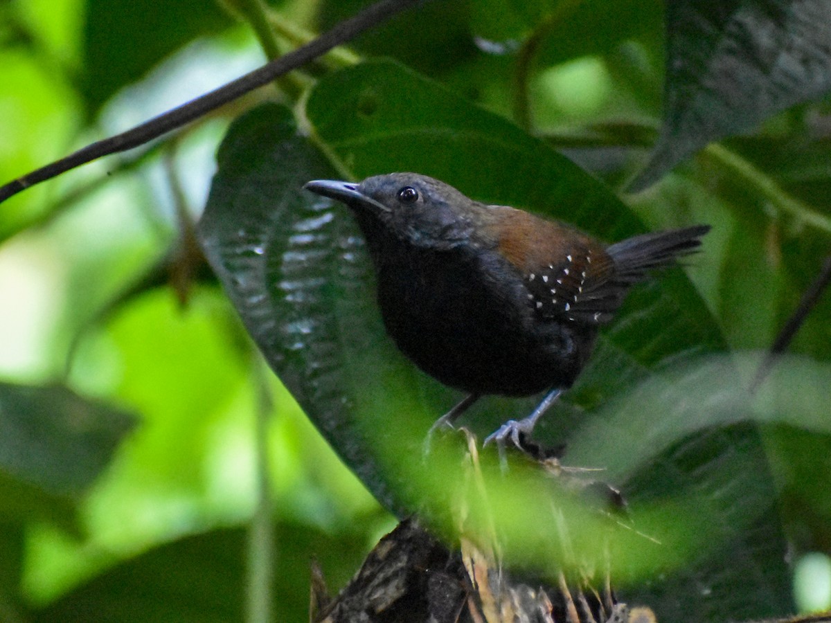 Black-throated Antbird - ML615952572