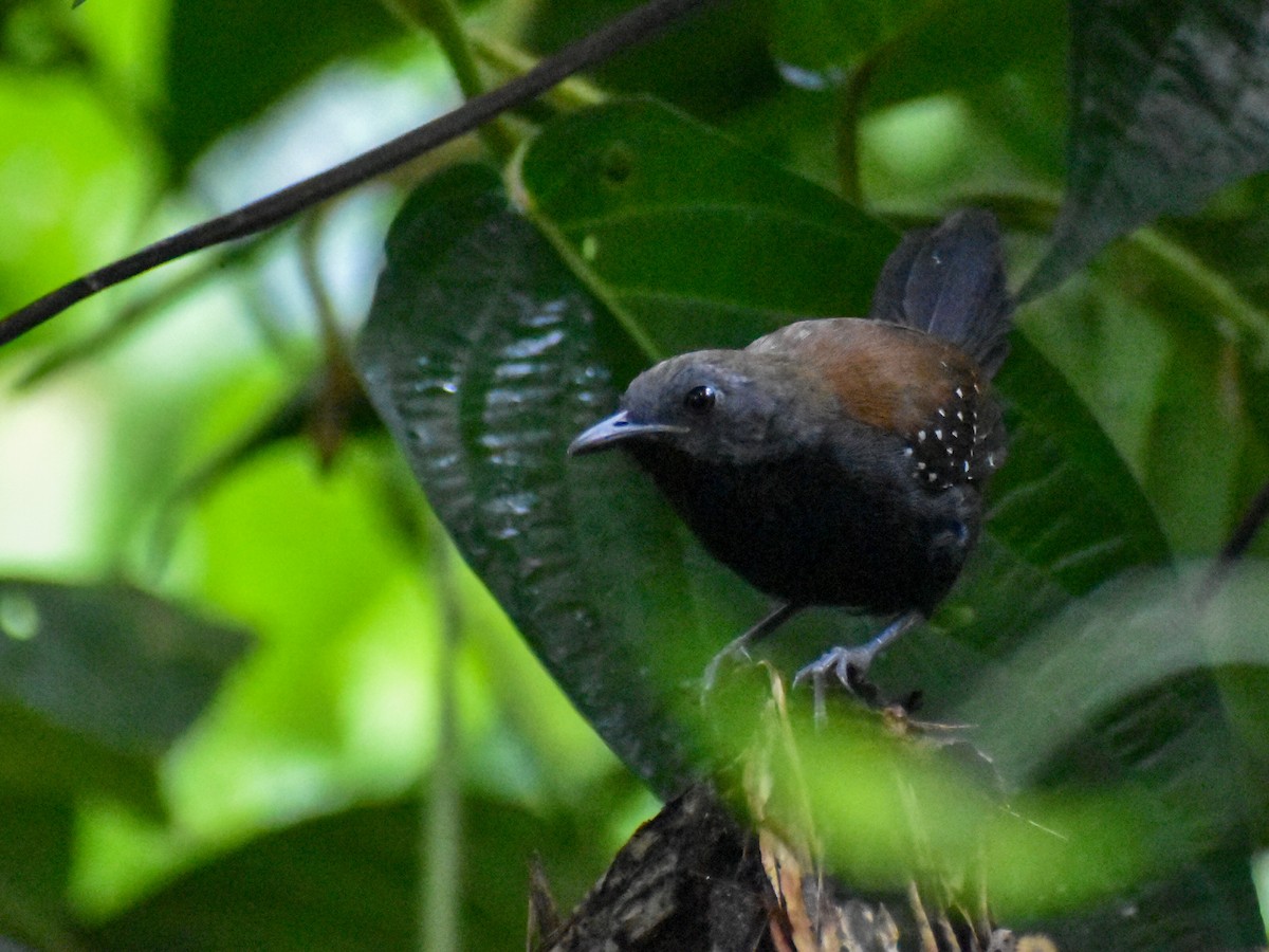 Black-throated Antbird - ML615952573