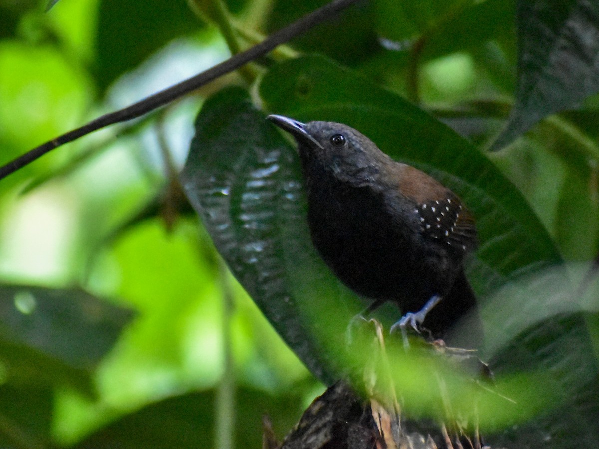 Black-throated Antbird - Eric Konkol