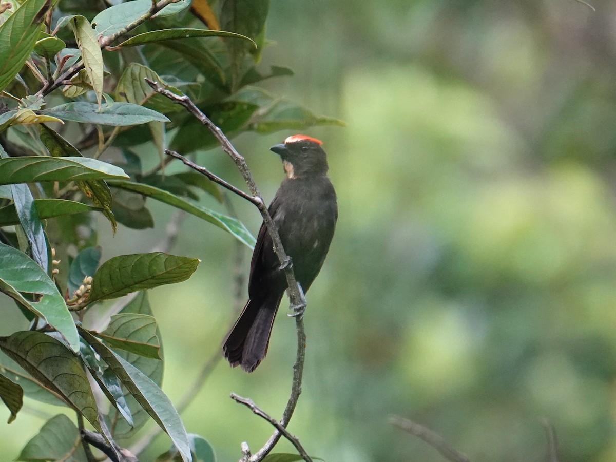 Flame-crested Tanager (Flame-crested) - ML615952689