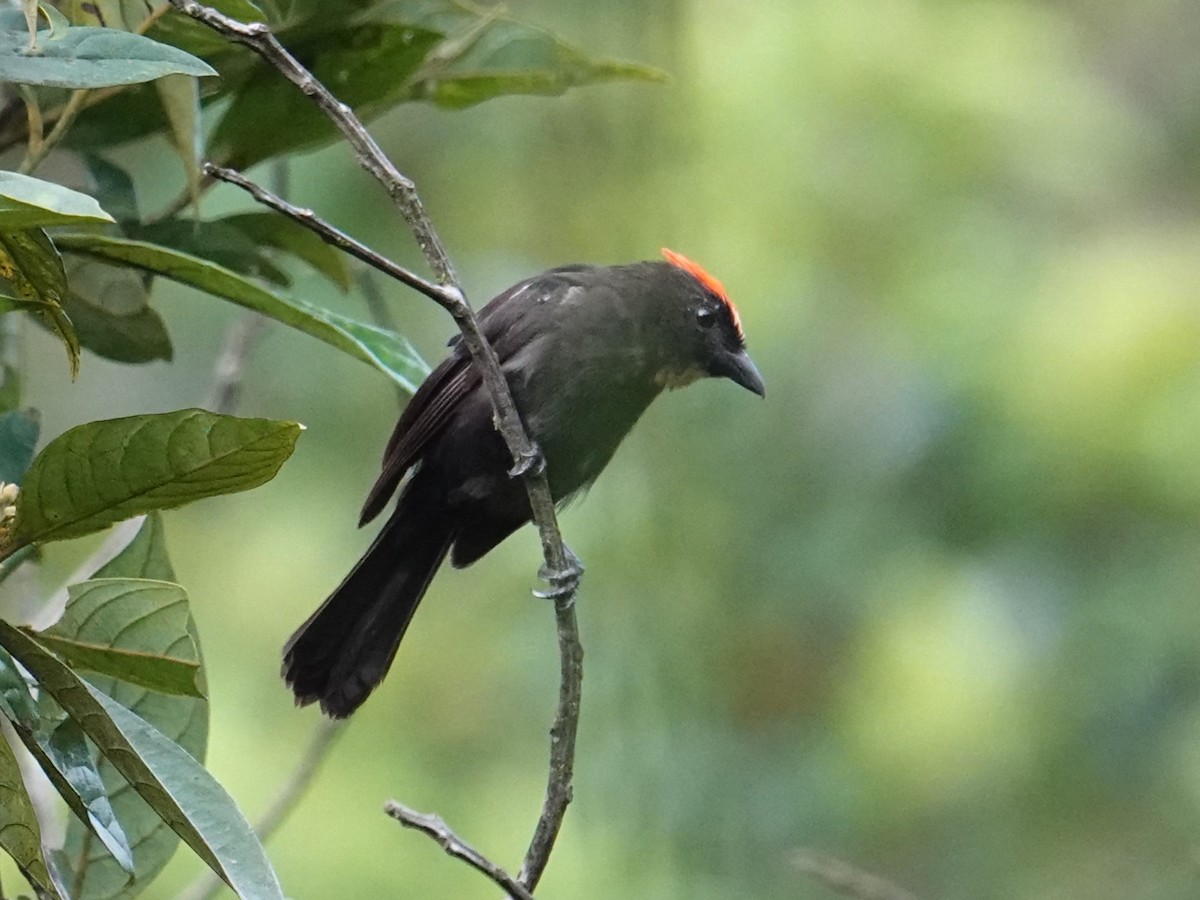 Flame-crested Tanager (Flame-crested) - ML615952694