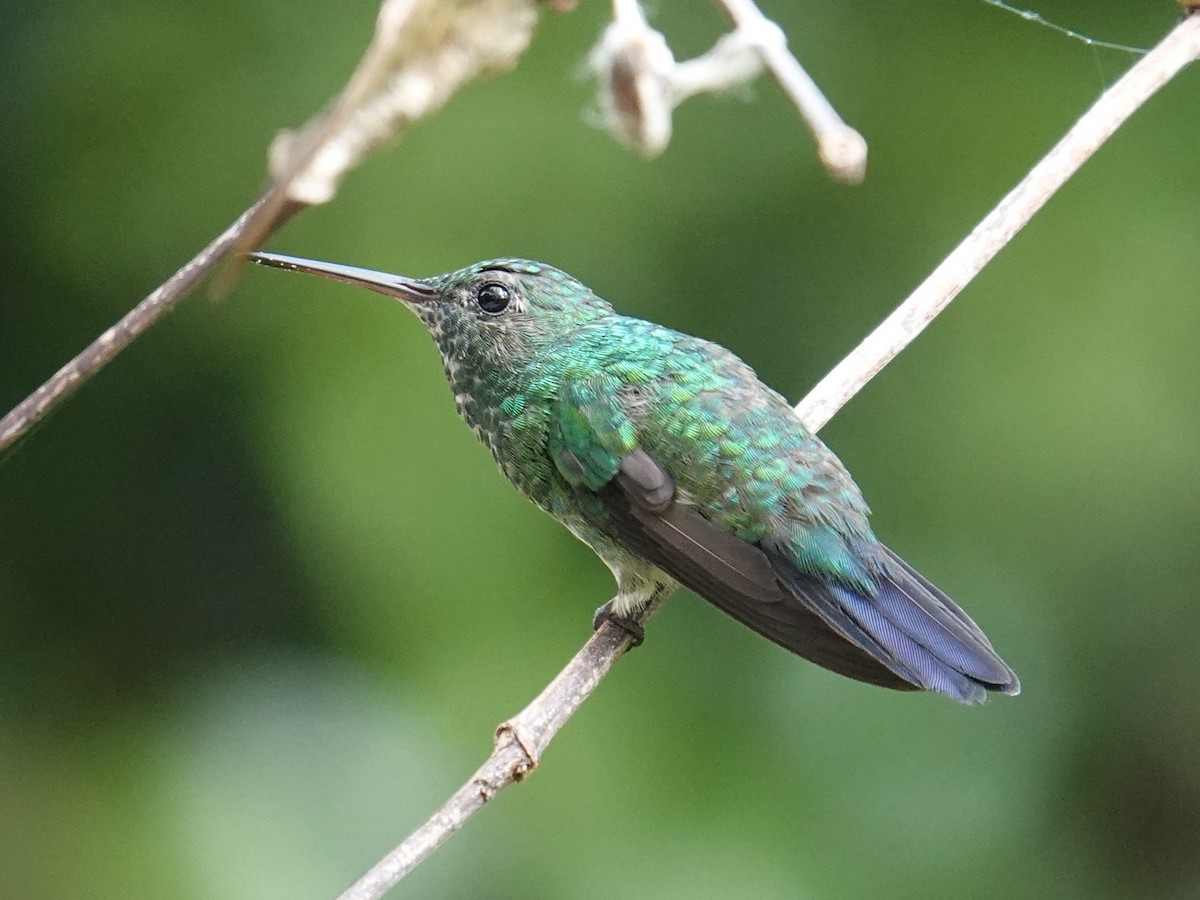 kolibřík pestrý - ML615952757