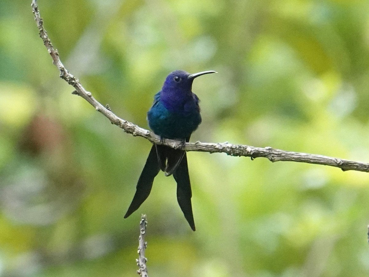 Swallow-tailed Hummingbird - ML615952775