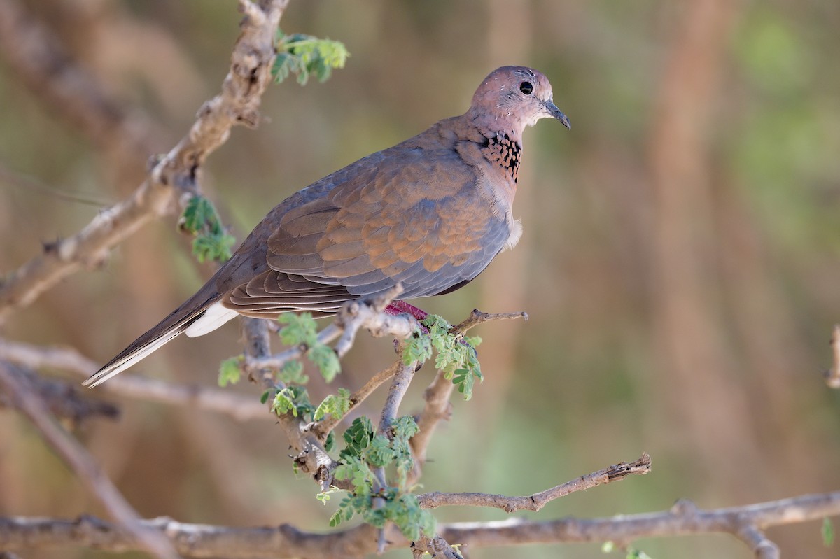 Laughing Dove - ML615953119