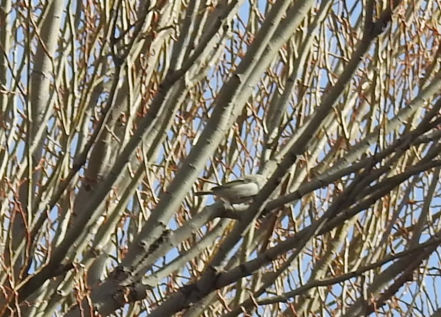 Hume's Warbler - ML615953150