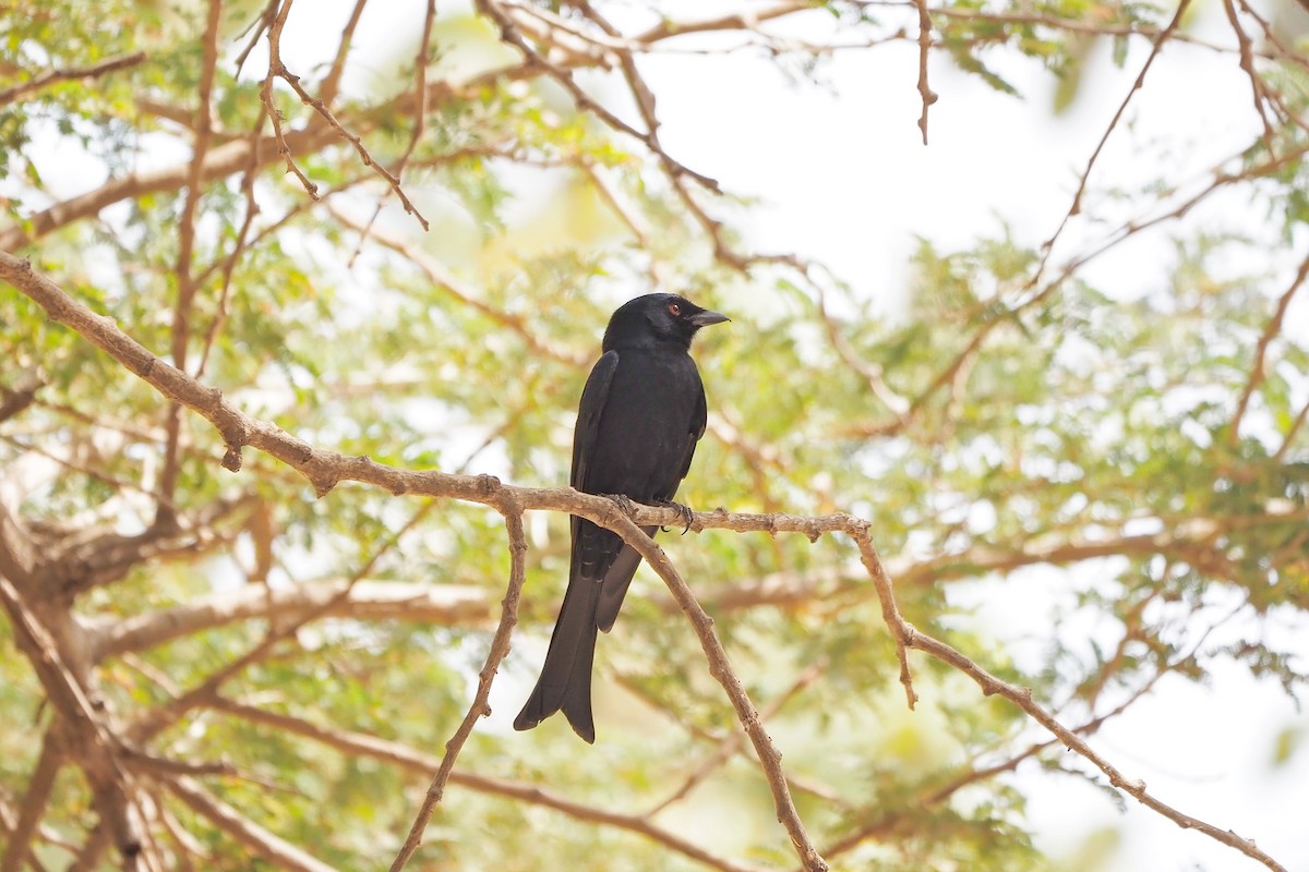 Fork-tailed Drongo (Glossy-backed) - ML615953383