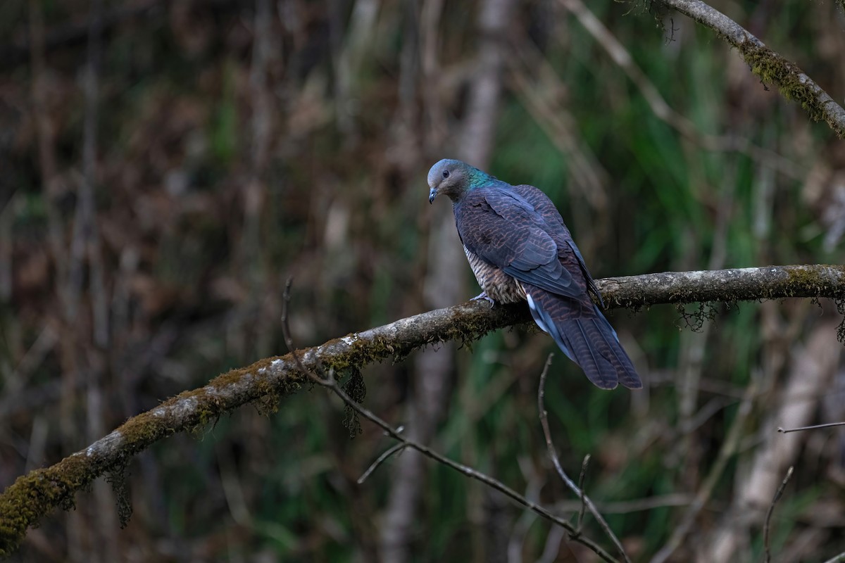 Barred Cuckoo-Dove - Deepak Budhathoki 🦉