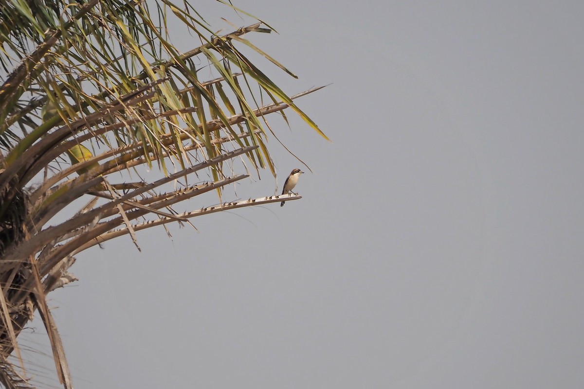 Woodchat Shrike (Western) - ML615953503