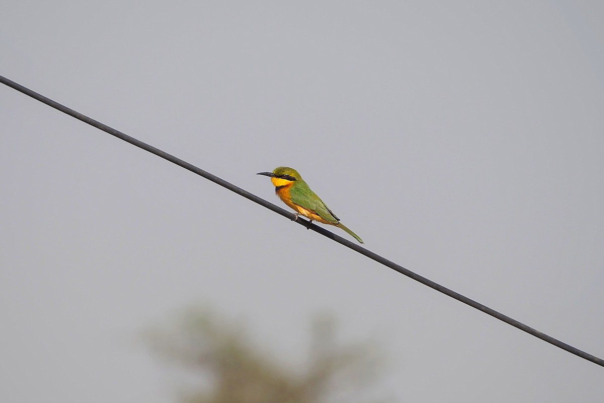 Little Bee-eater - ML615953504