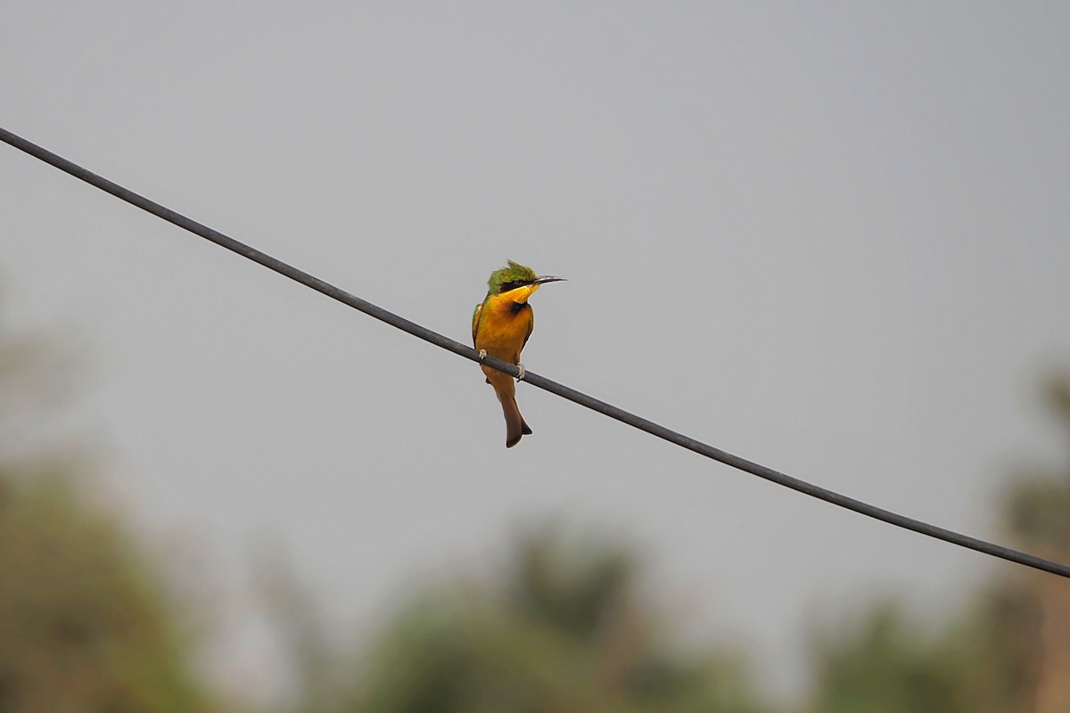 Little Bee-eater - ML615953505