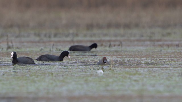 Green-winged Teal - ML615953641