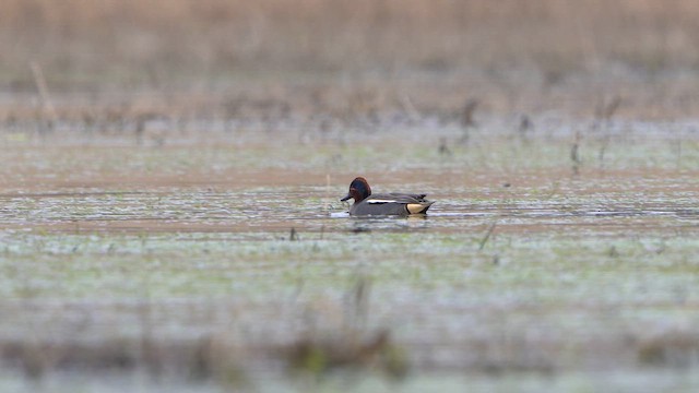 Green-winged Teal - ML615953685