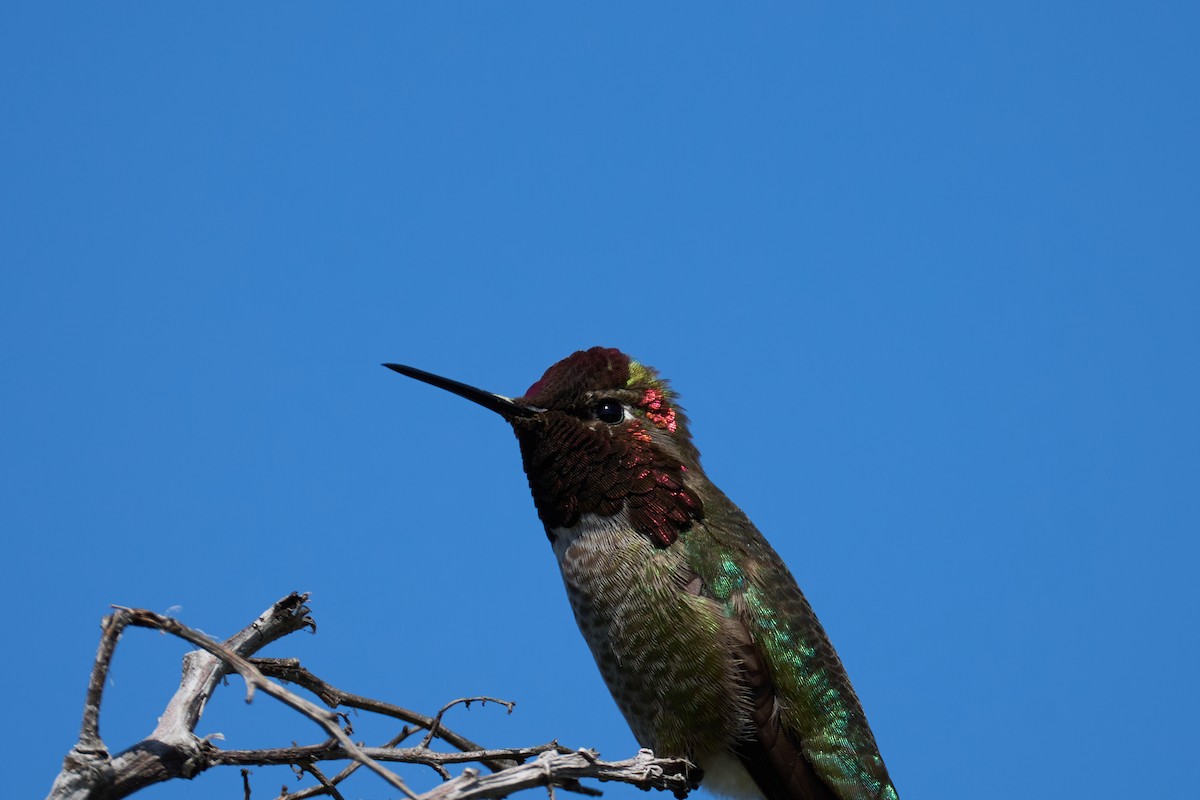 Anna's Hummingbird - ML615953686