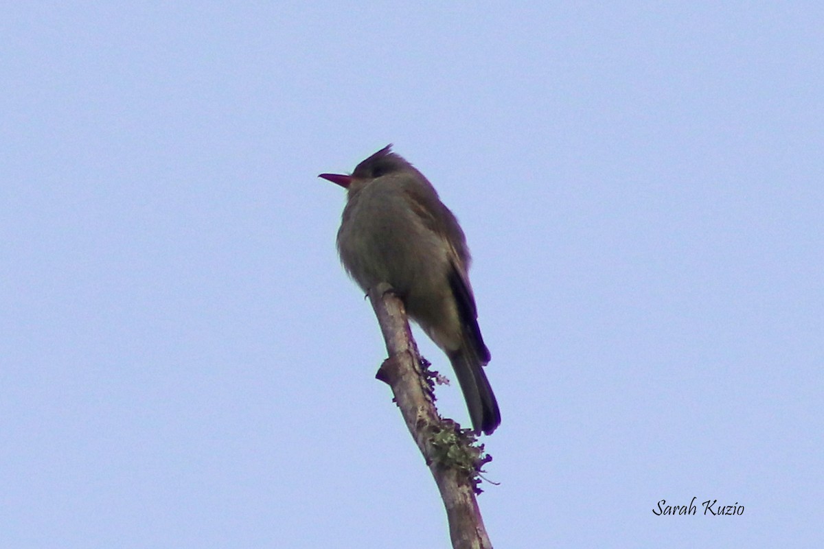 Greater Pewee - ML615953795
