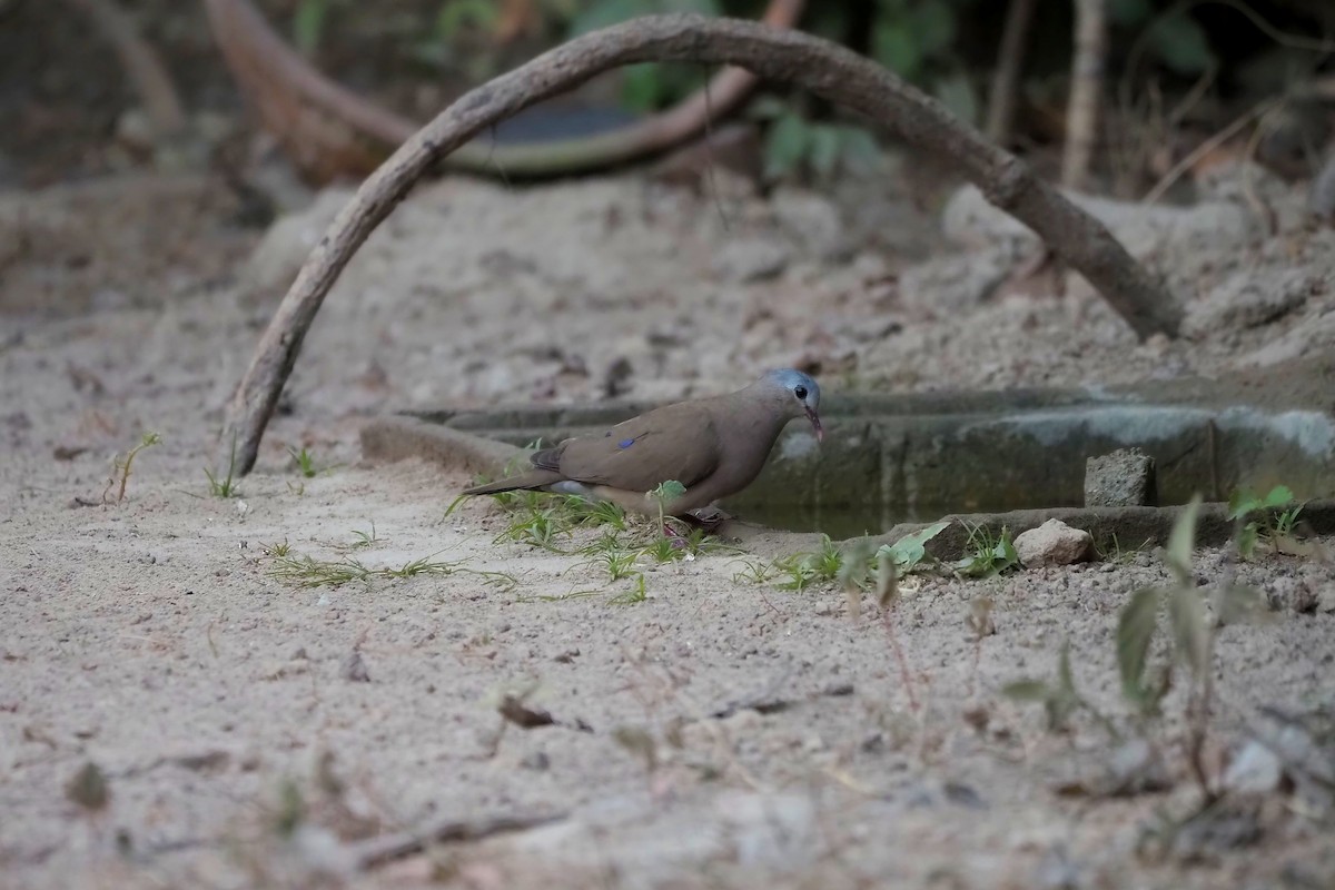 Blue-spotted Wood-Dove - ML615953800