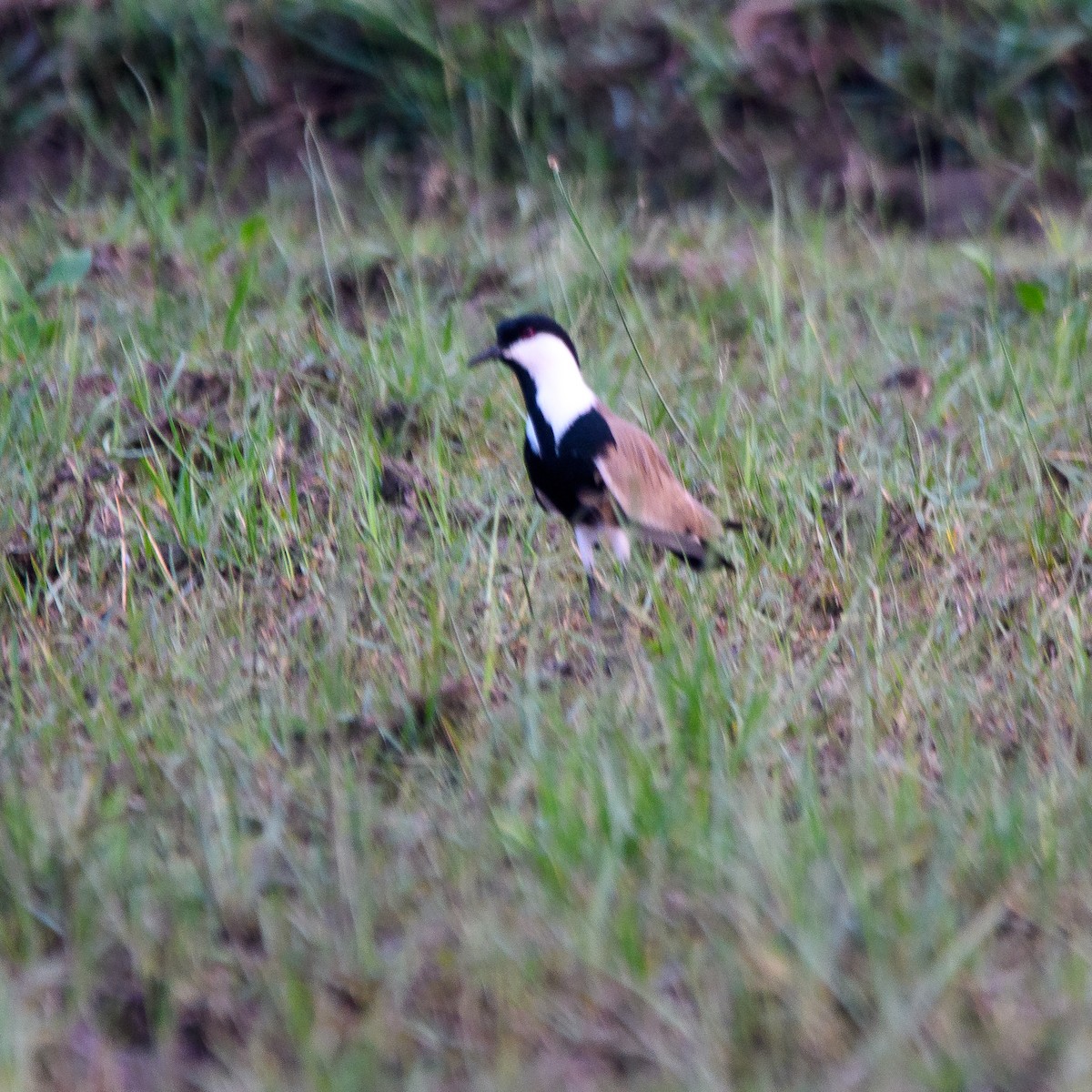 Spur-winged Lapwing - ML615954121
