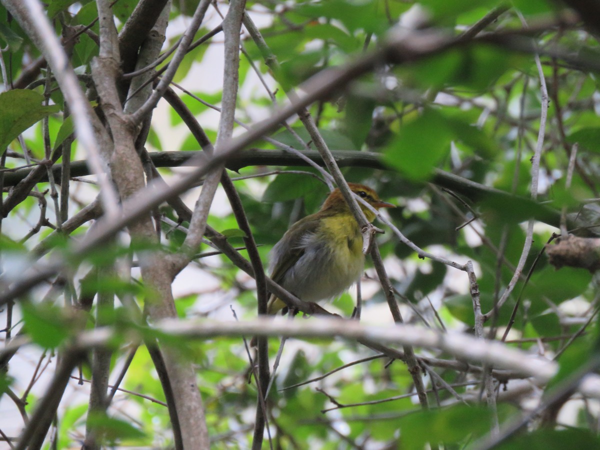 Yellow-throated Woodland-Warbler - ML615954350