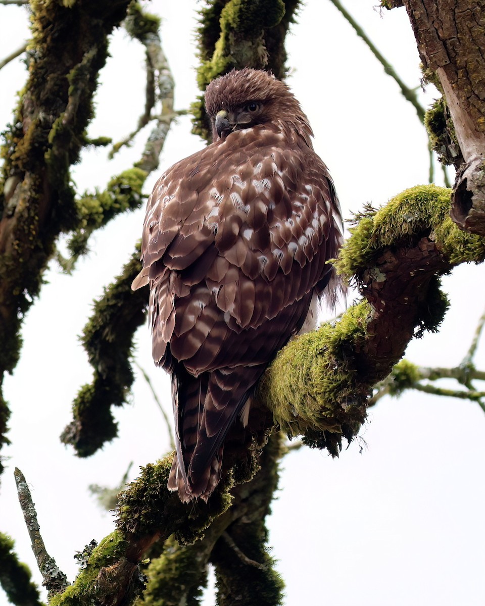 Red-tailed Hawk - ML615954454