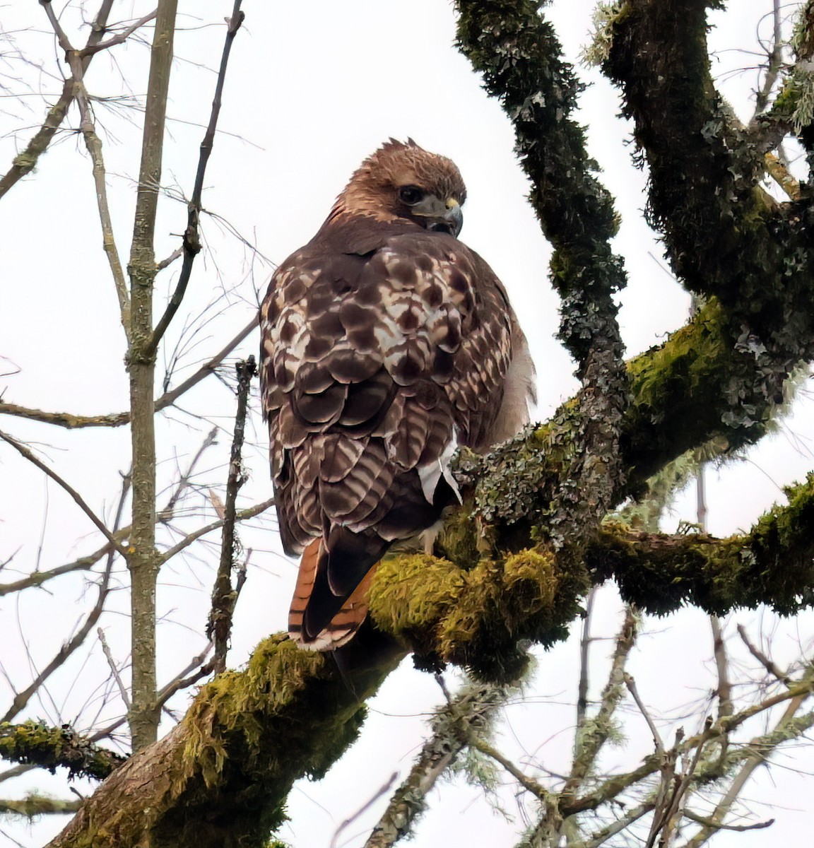 Red-tailed Hawk - ML615954455