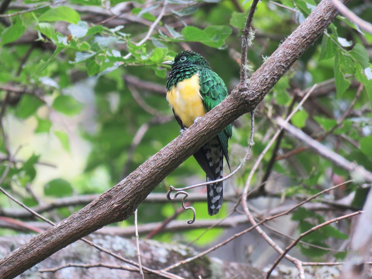 African Emerald Cuckoo - ML615954461