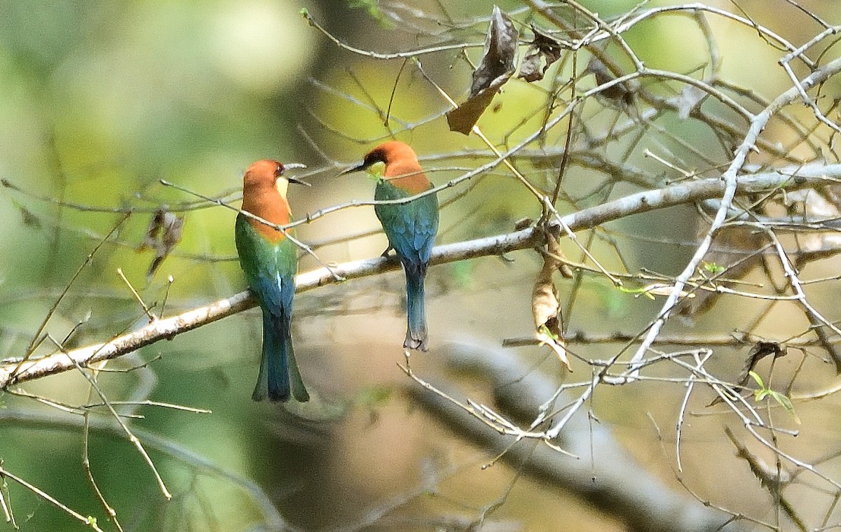 Chestnut-headed Bee-eater - Kiron Vijay
