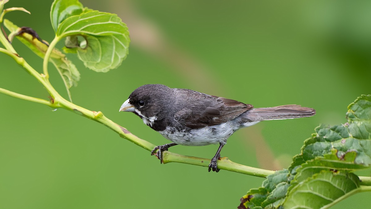 Double-collared Seedeater - ML615954555
