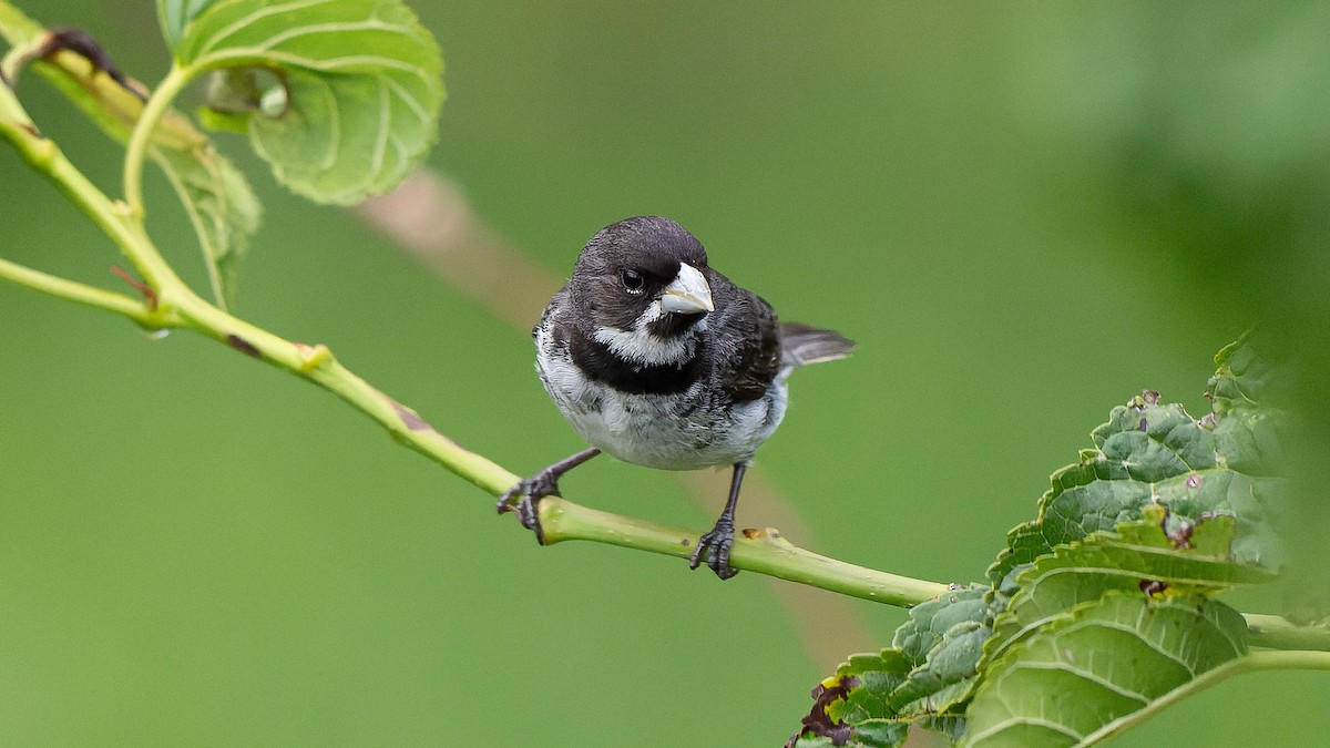 Double-collared Seedeater - ML615954556