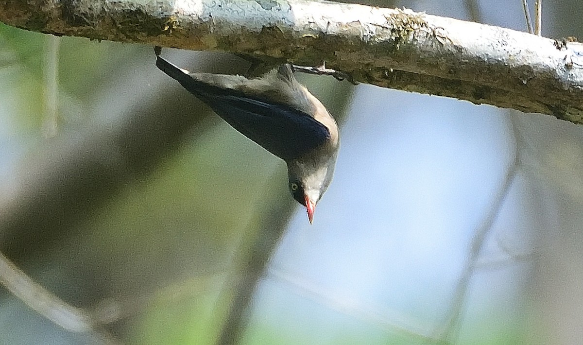 Velvet-fronted Nuthatch - ML615954562