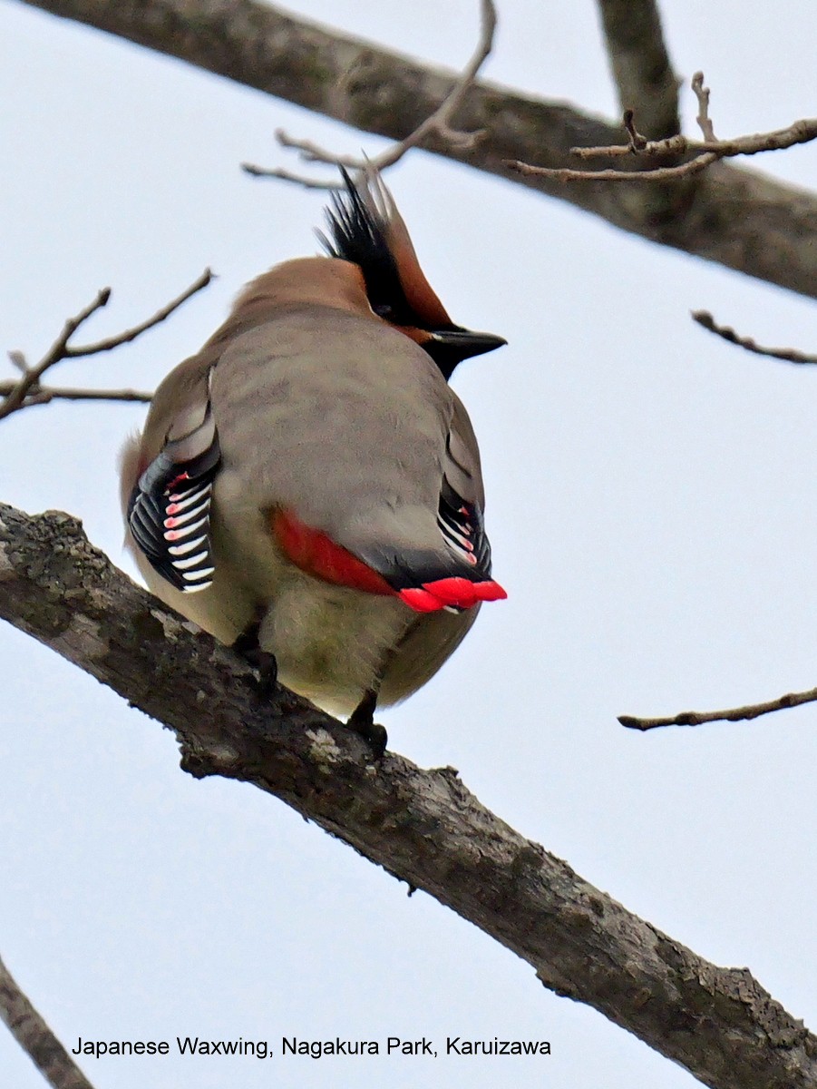 Japanese Waxwing - ML615954618