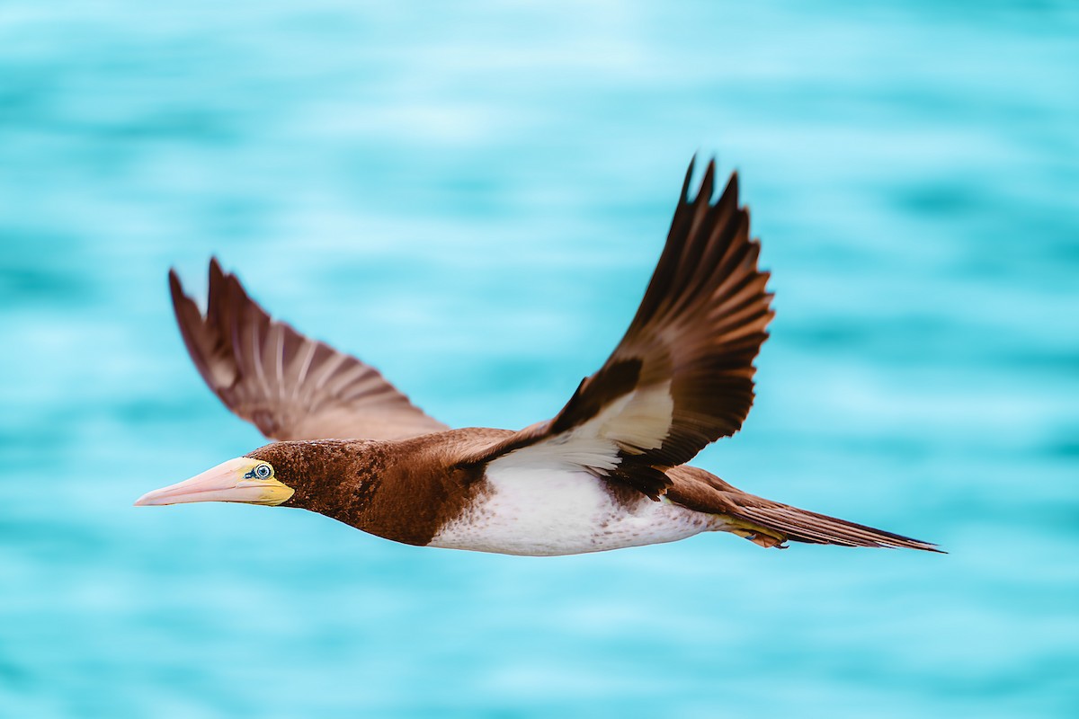 Brown Booby - ML615954635