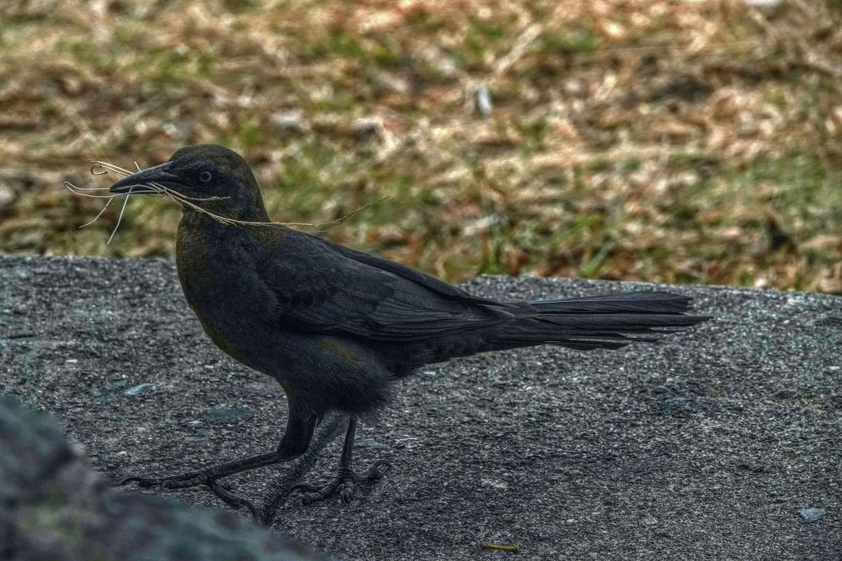 Great-tailed Grackle - ML615954751