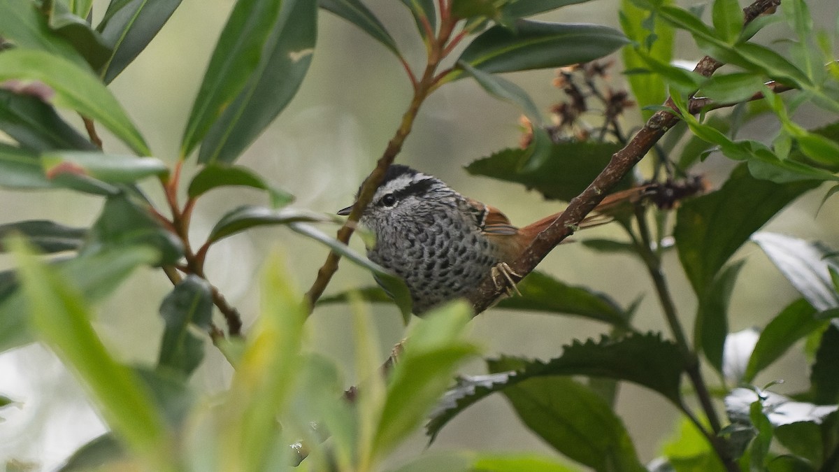 Rufous-tailed Antbird - ML615954881