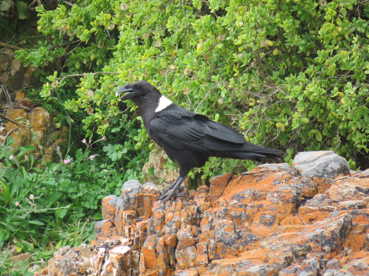 White-necked Raven - ML615954929