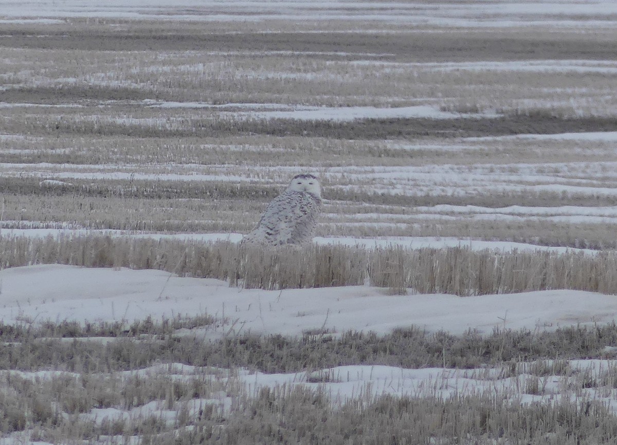 Snowy Owl - ML615955049