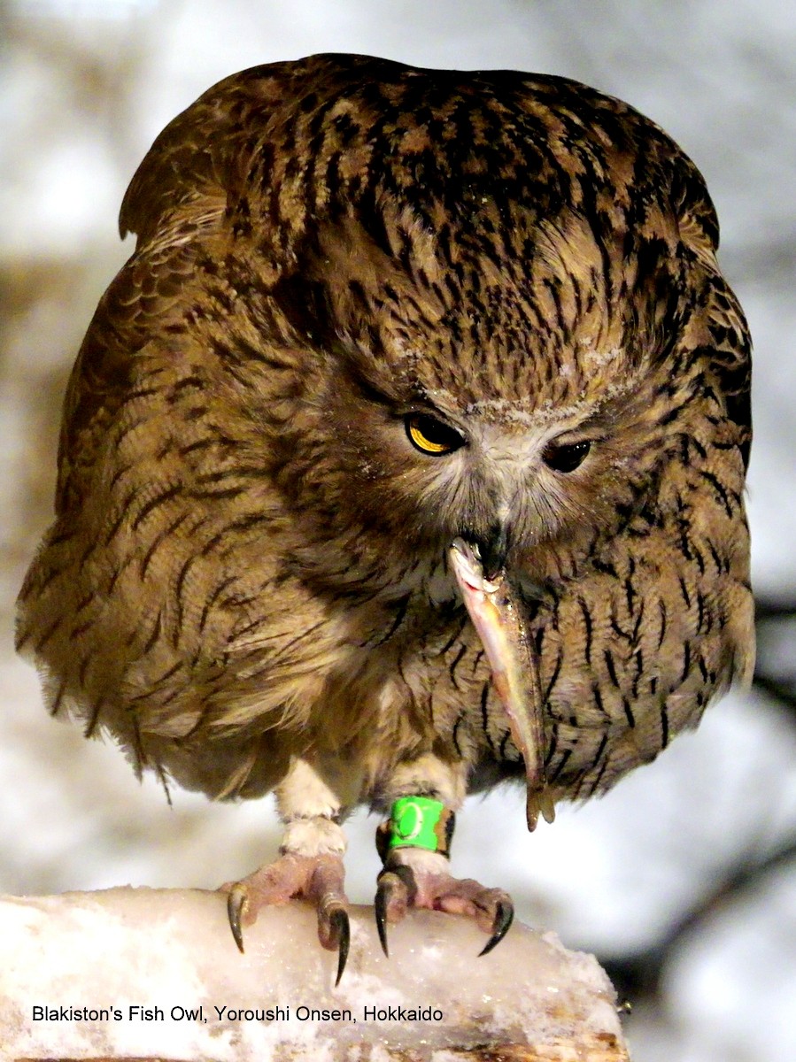Blakiston's Fish-Owl - Peter Edmonds