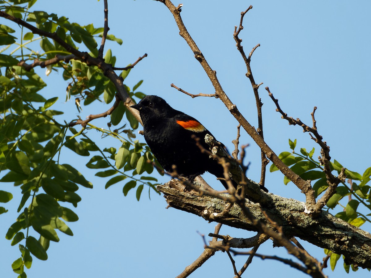 Red-winged Blackbird - ML615955090