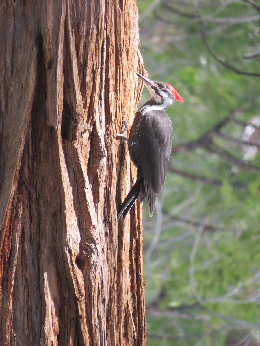Pileated Woodpecker - ML615955156