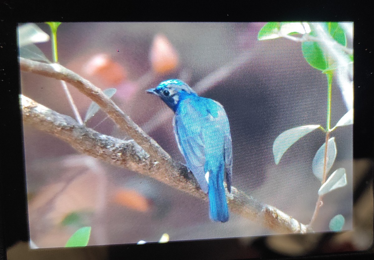 Blue-and-white Flycatcher - ML615955242